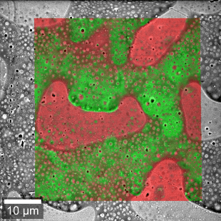 RISE Raman SEM Polymers